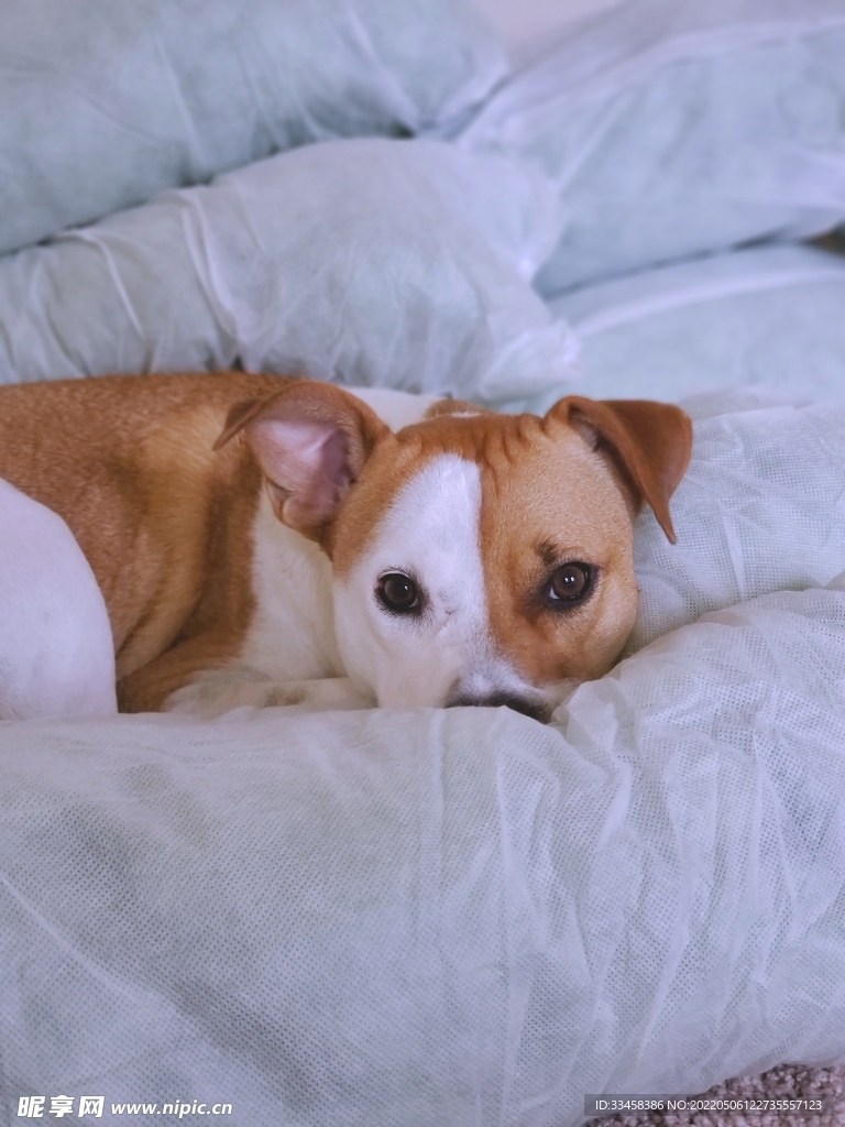 狗