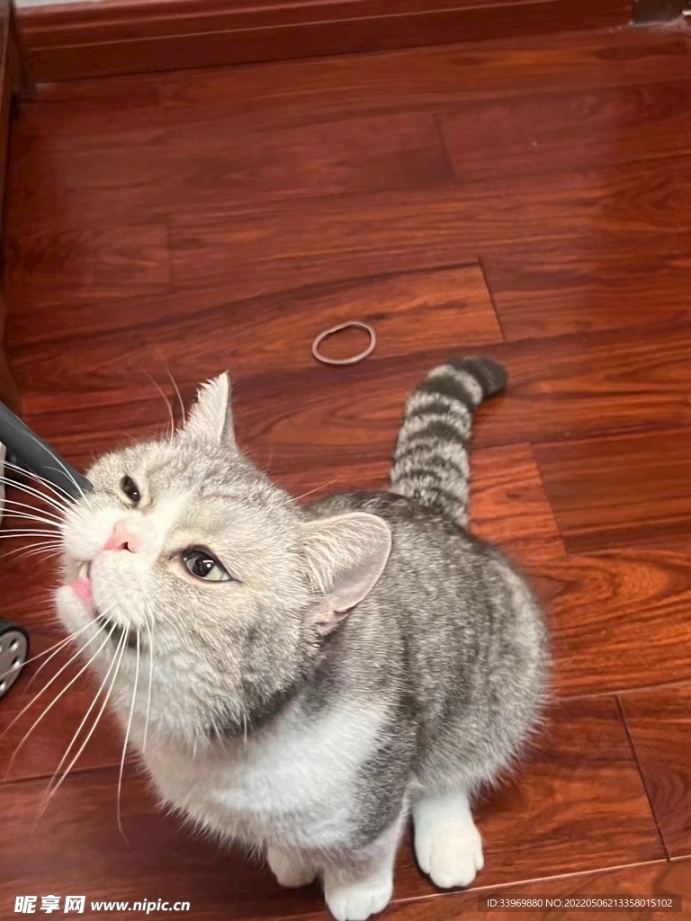 猫