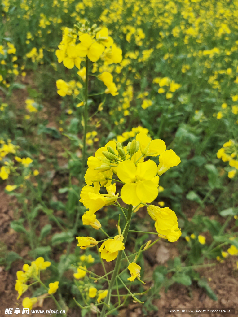 油菜花