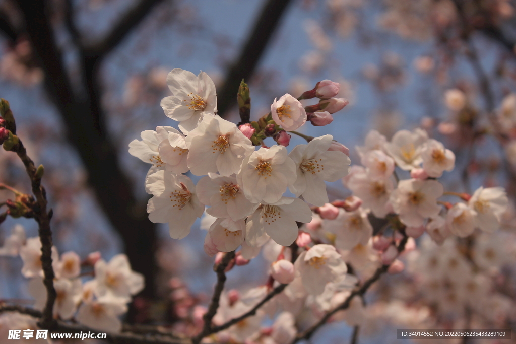 日本樱花