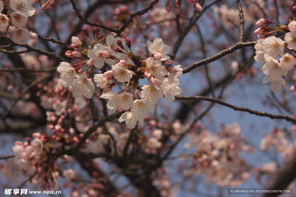 日本樱花