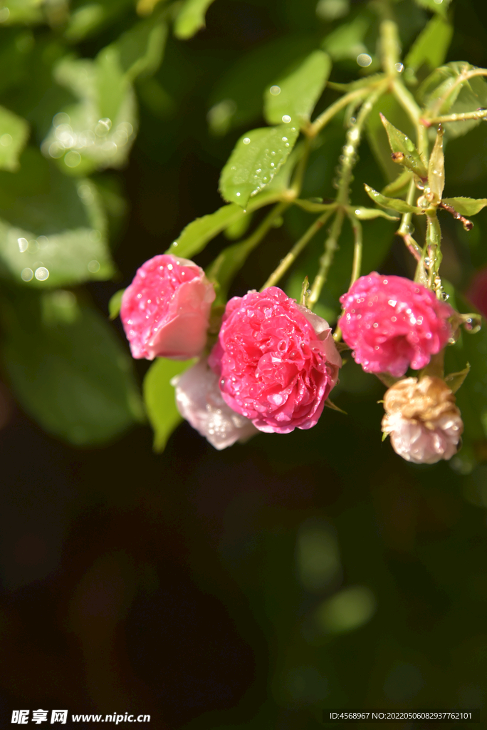 月季花