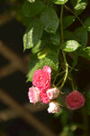 月季花