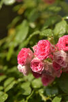 月季花