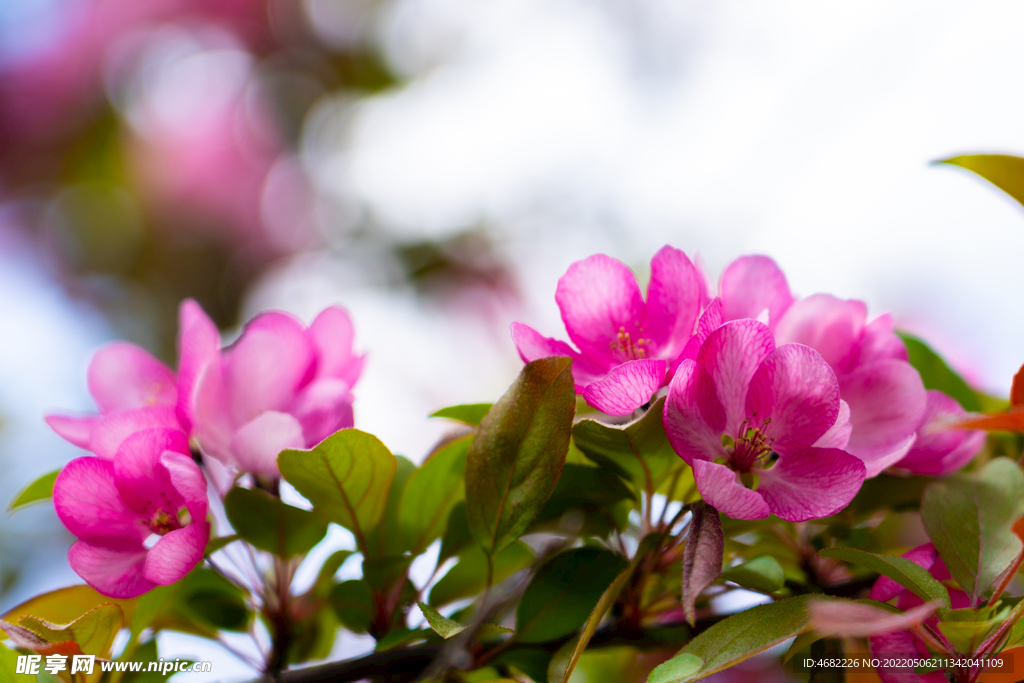 春天盛开的粉色海棠花朵