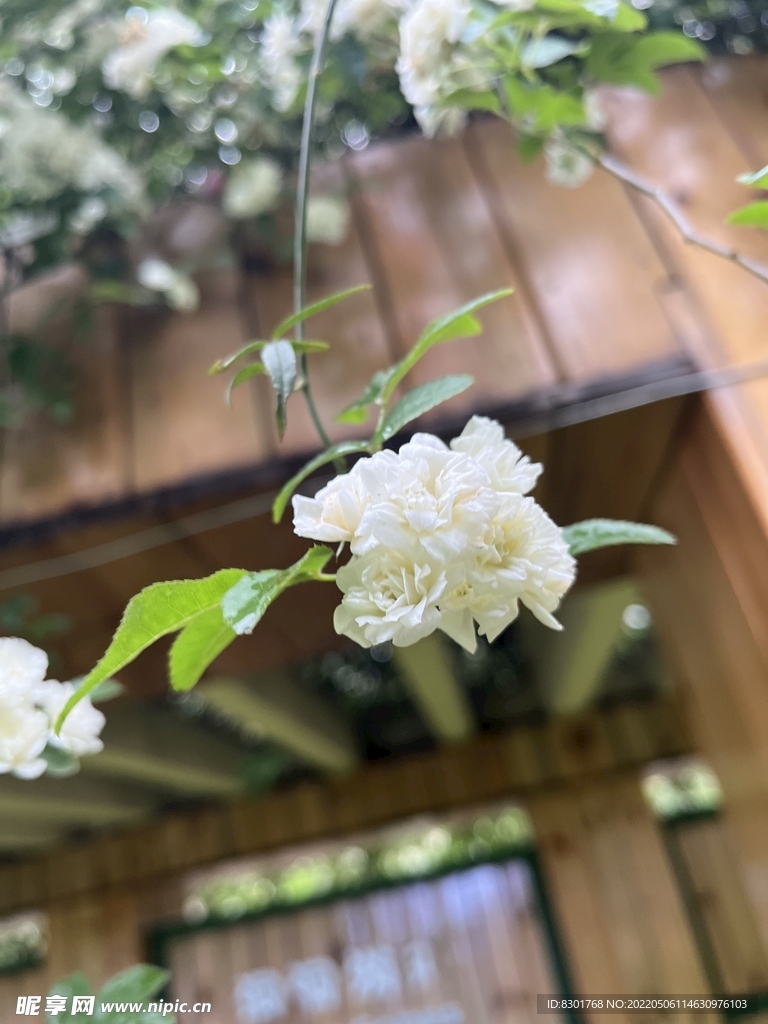 木香花单枝