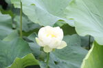 荷花莲花