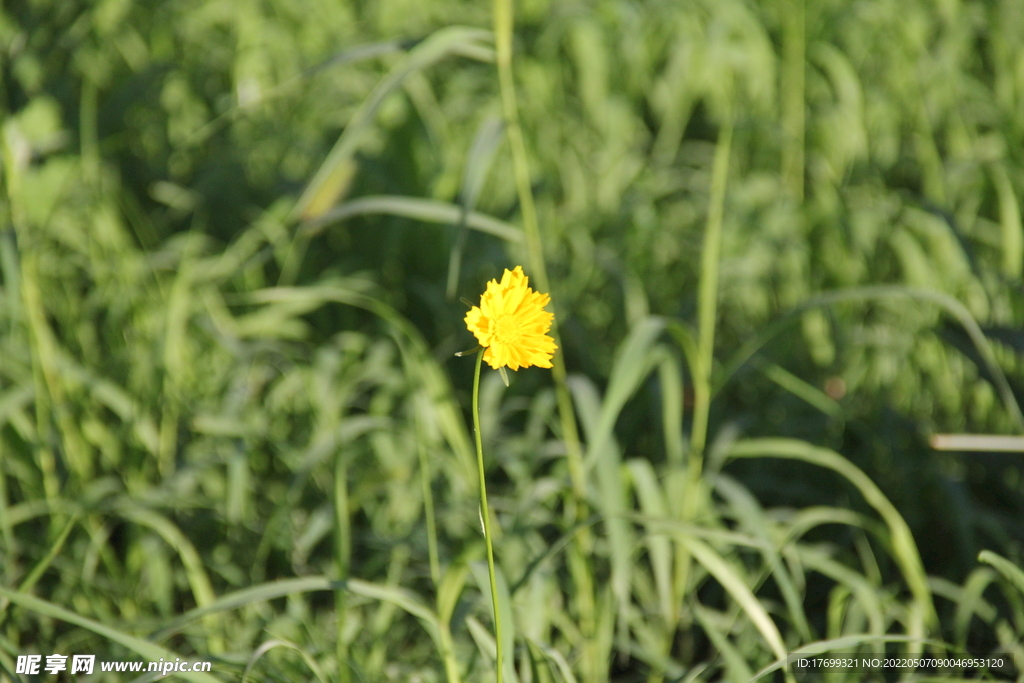 小黄花