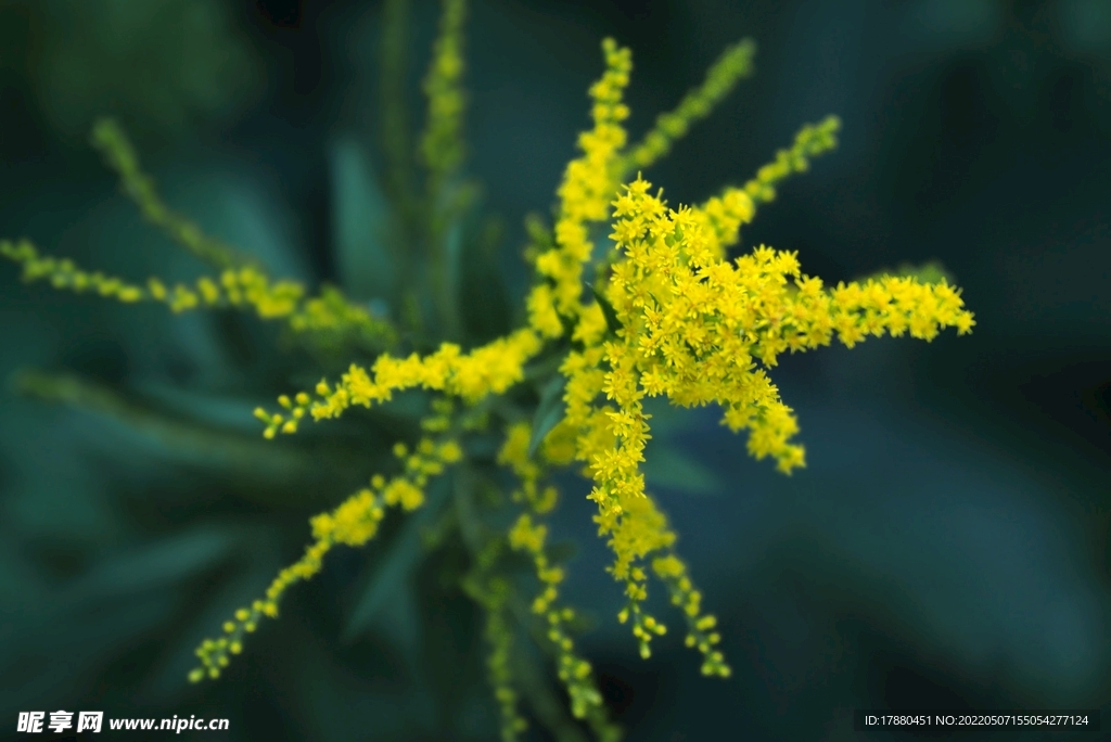 一枝黄花