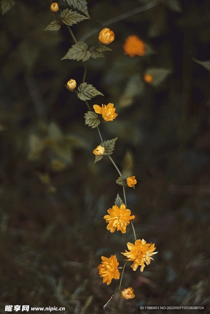 重瓣棣棠花