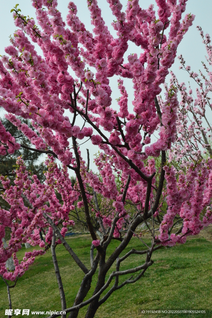 碧桃花 