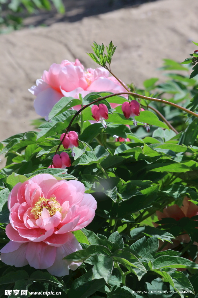 牡丹花 