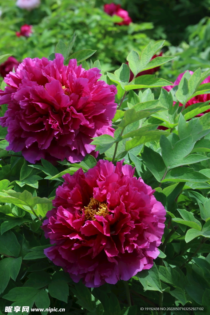 牡丹花