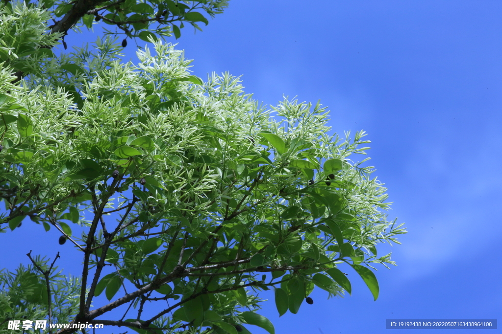 流苏树花 