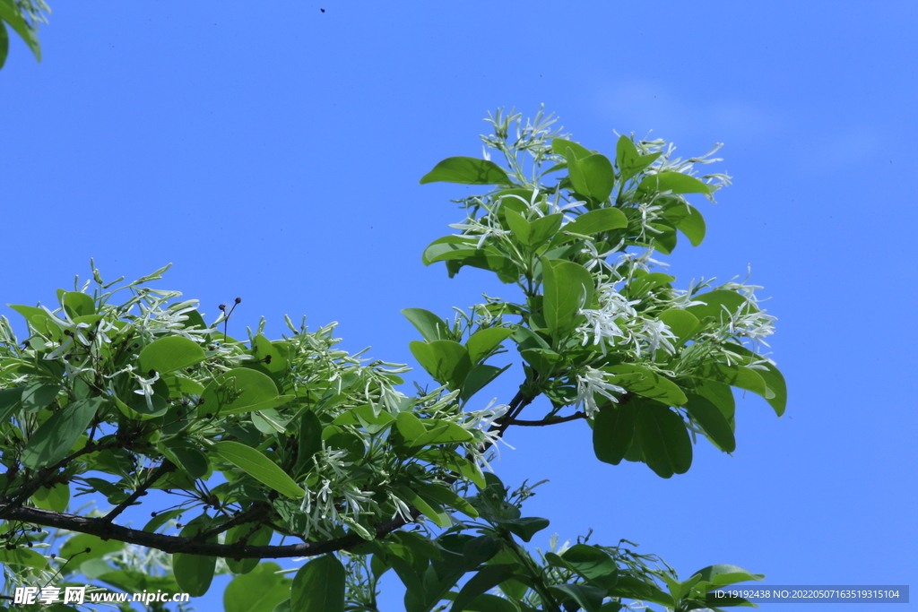 流苏树花