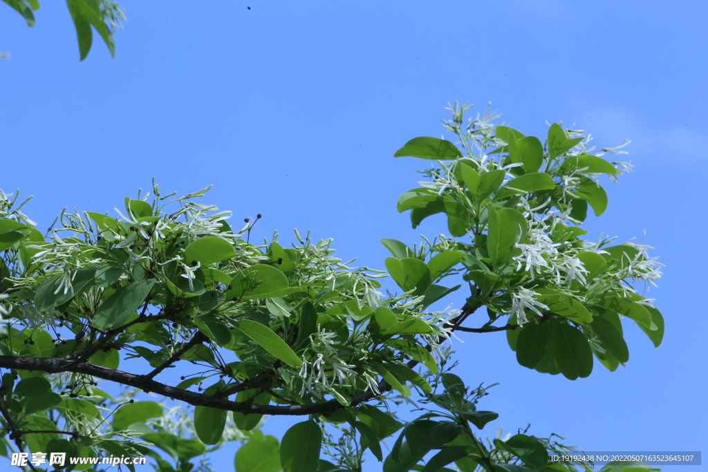 流苏树花 