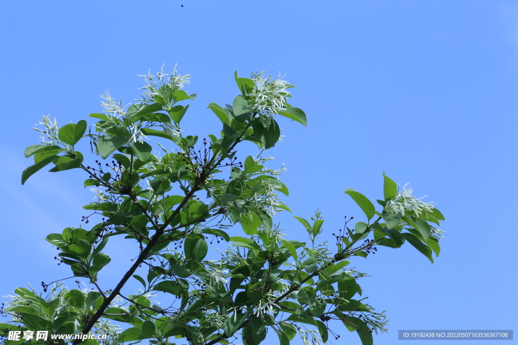 流苏树花