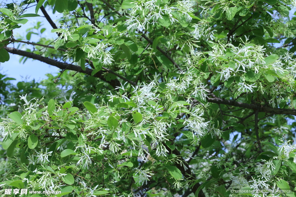 流苏树花 