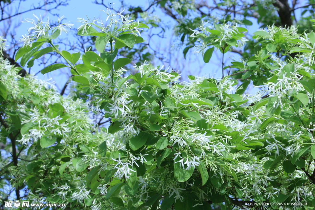 流苏树花