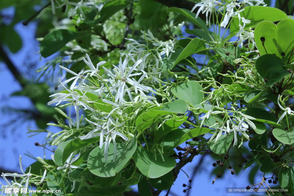 流苏树花