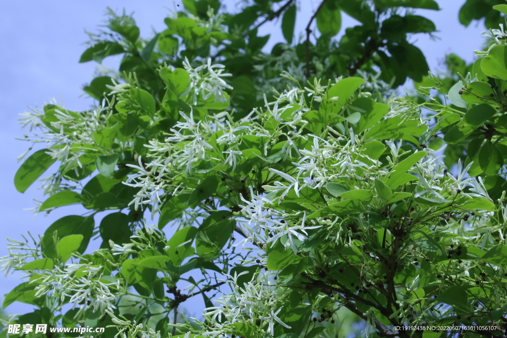 流苏树花