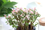 盆栽植物