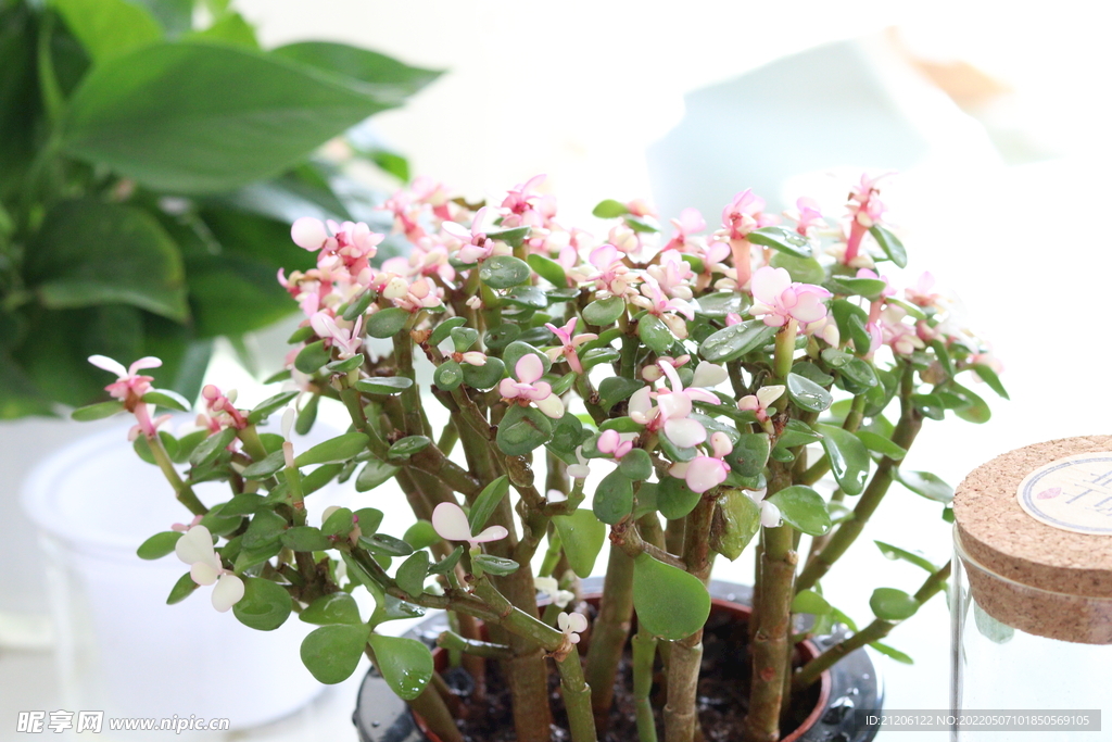 盆栽植物