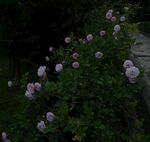 月季花