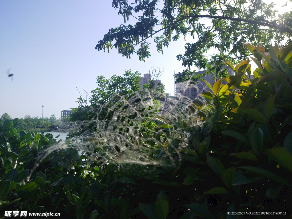 绿植 植物花草 摄影蜘蛛网