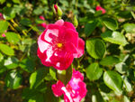 送你一朵小红花 春天 花卉 摄