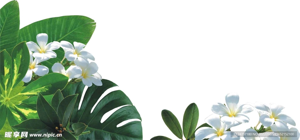 花草