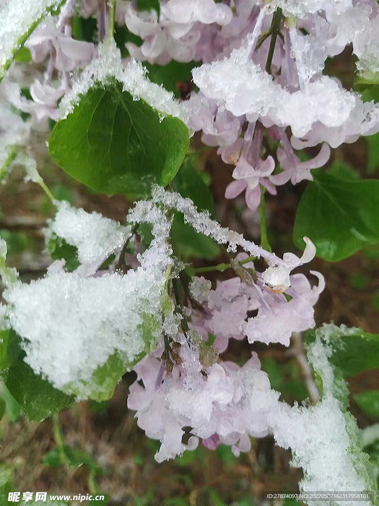 雪景