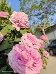 月季花