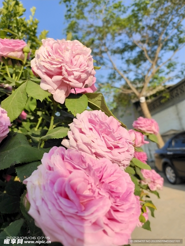 月季花