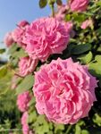 月季花