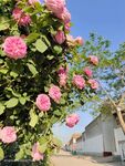 月季花