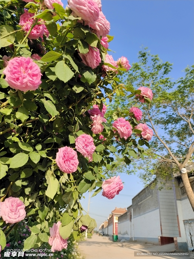 月季花