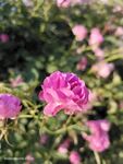 月季花