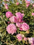 月季花
