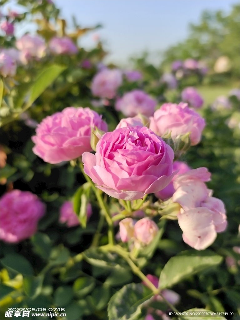 月季花