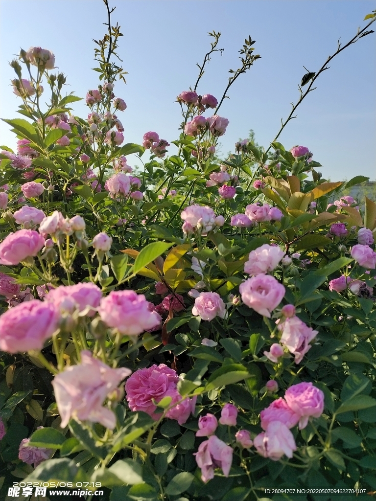 月季花