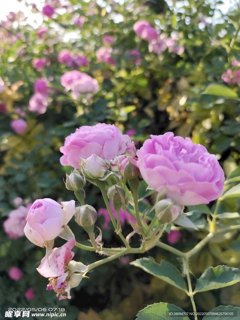 月季花