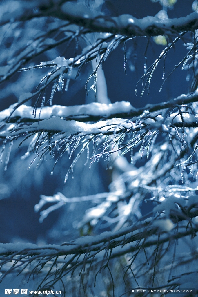 雪