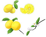 卡通水果柠檬插图  