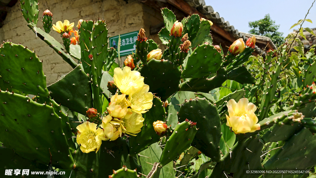 仙人掌花