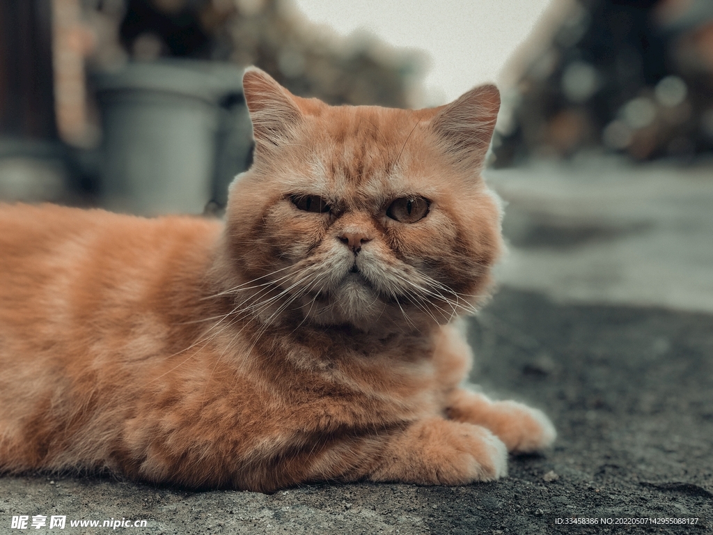 猫 