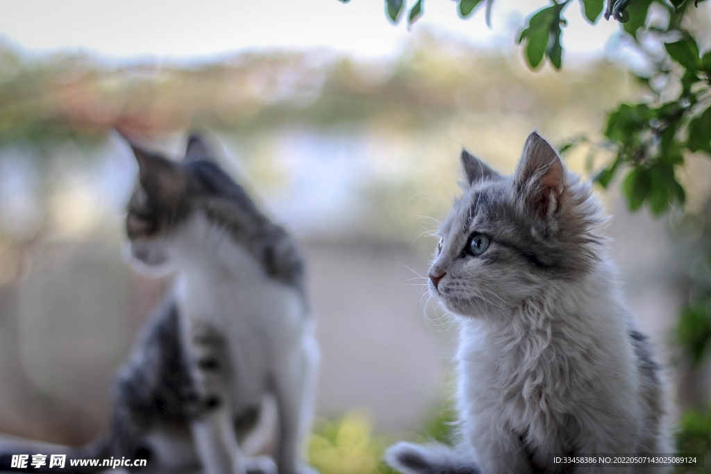 猫