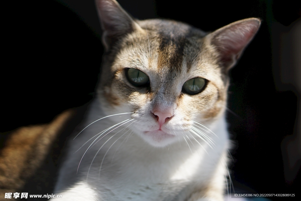 猫