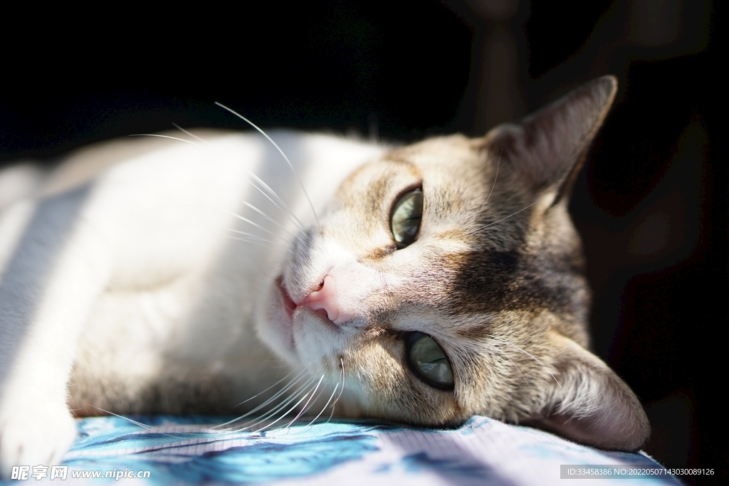 猫 