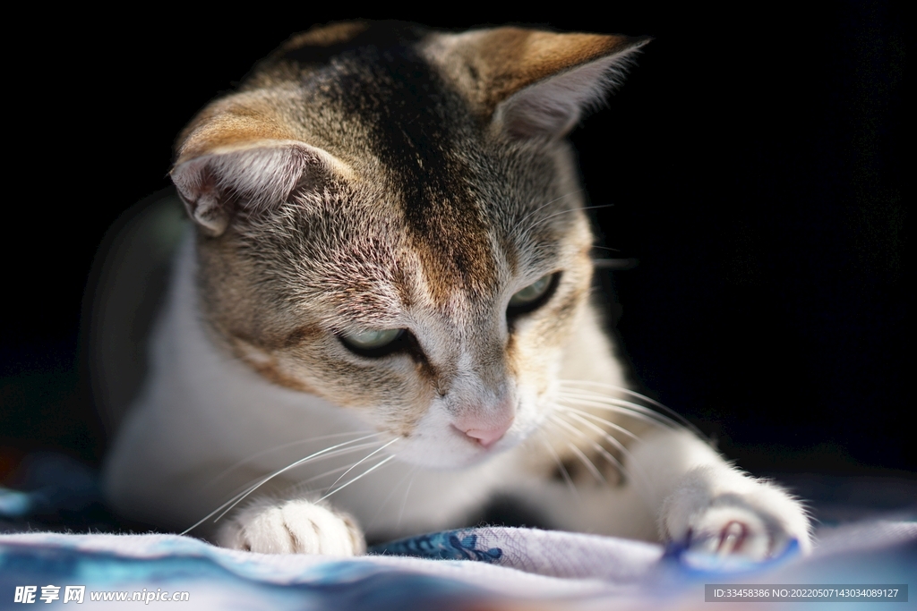 猫